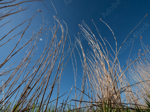 looking up on dry reed grass and deep blue sky