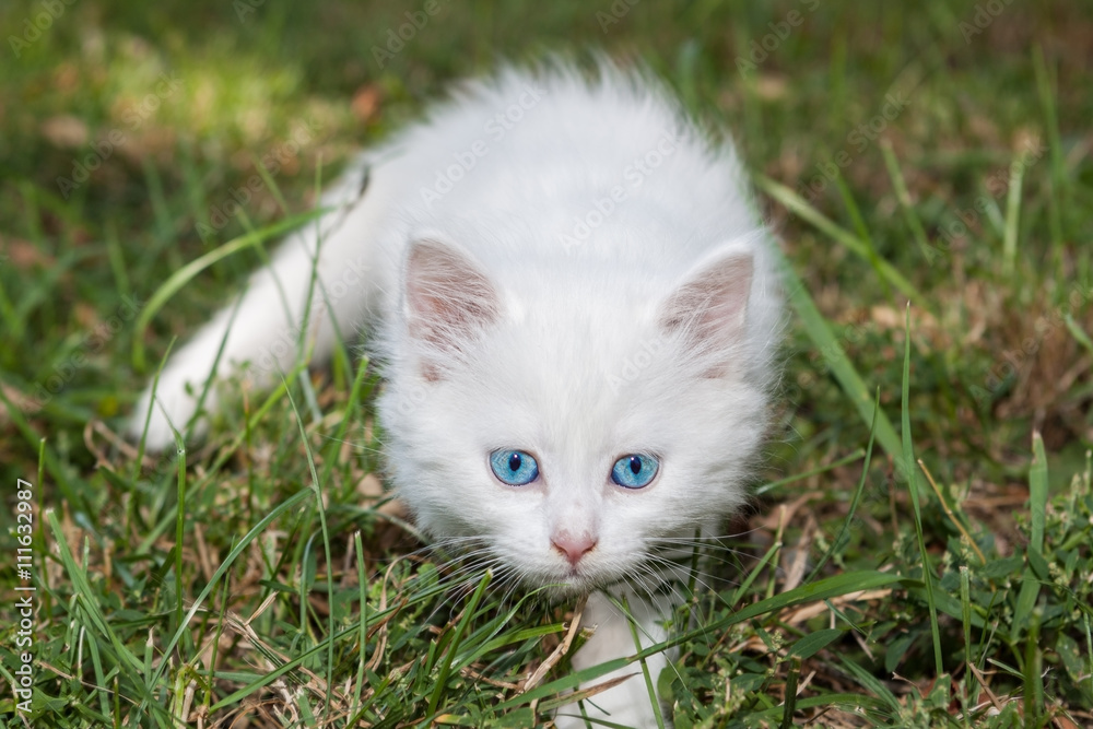 Adorable white kitten with blue eyes.