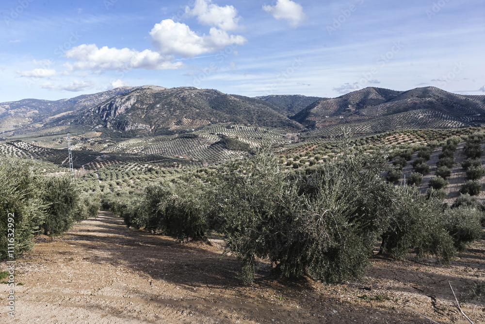Olive tree in bloom during spring, Andalusia, Spain Olive tree in bloom during spring, Andalusia, Spain