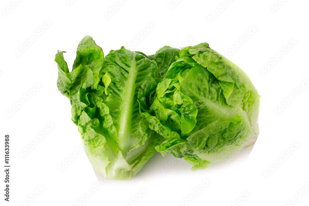 fresh baby cos (lettuce) on white background fresh baby cos (lettuce) on white background