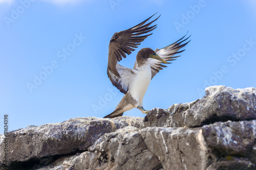 Juvenile Nazca Booby in Galapagos © Marek Poplawski