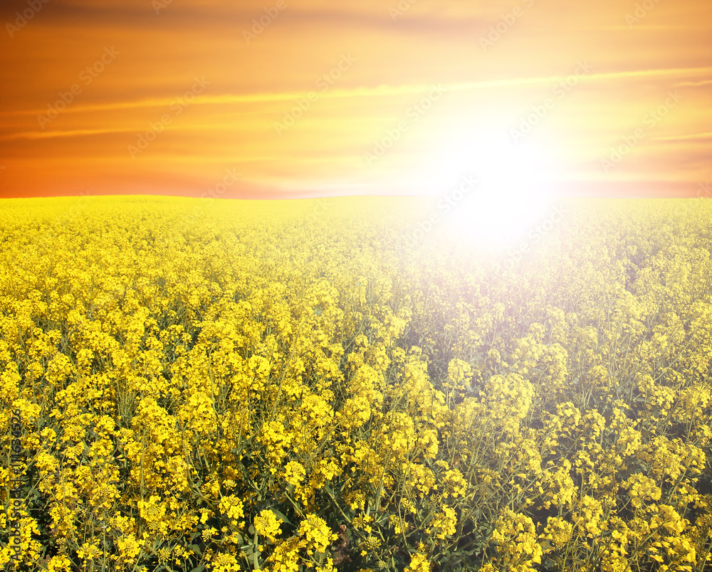 Fototapeta premium Soybean Field,sunset