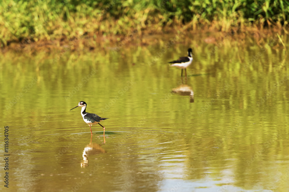 Black necked stilt in the Galapagos Black necked stilt in the Galapagos