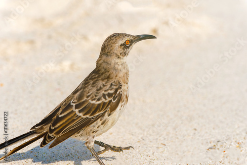 Galapagos Hood Mockingbird