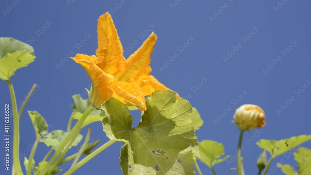 青空の下のズッキーニの花 青空の下のズッキーニの花