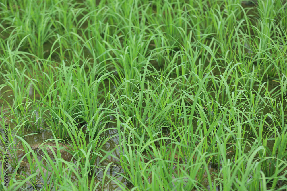 rice paddy rice paddy