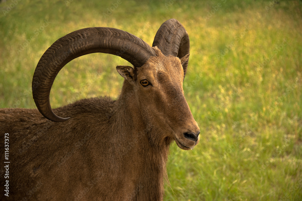 Fototapeta premium Aoudad ram sheep has large thick curved horns. They are also called Barbary sheep.