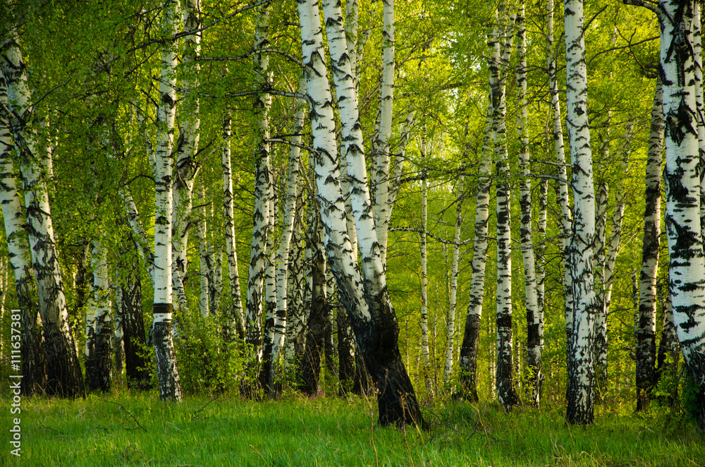 Fototapeta premium Birch covered with green foliage