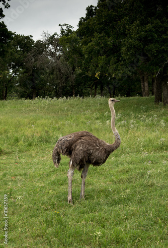 Ostrich is a tall flightless bird from Africa