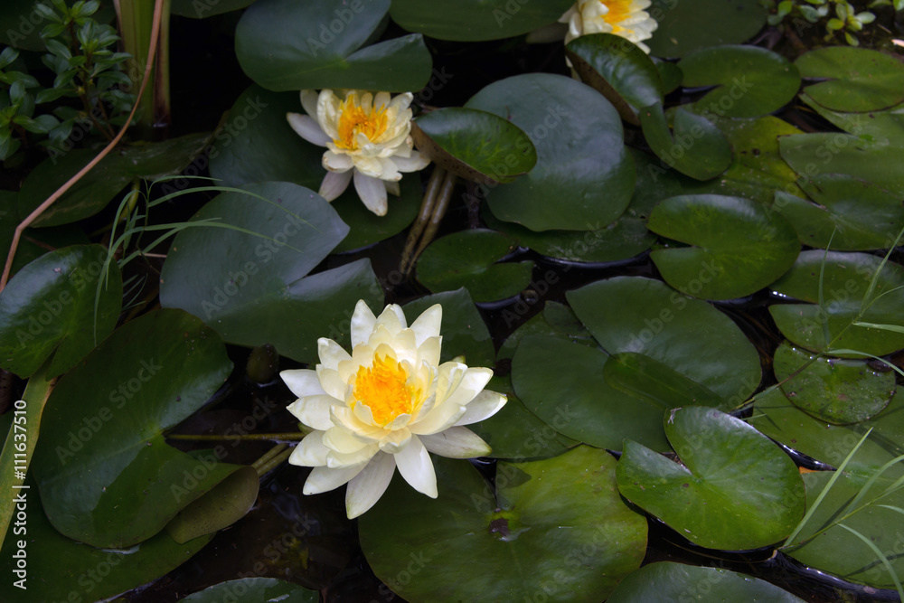 White water lily blooming on lily pads White water lily blooming on lily pads