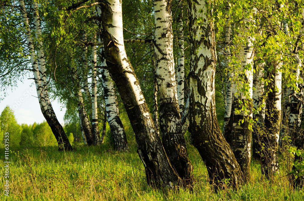 Birch covered with green foliage Birch covered with green foliage