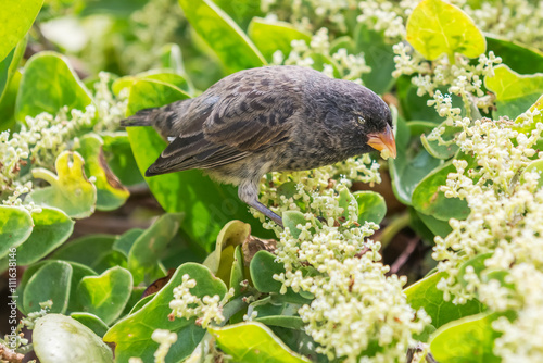 Ground finch bird on Santa cruz island in Galapagos.