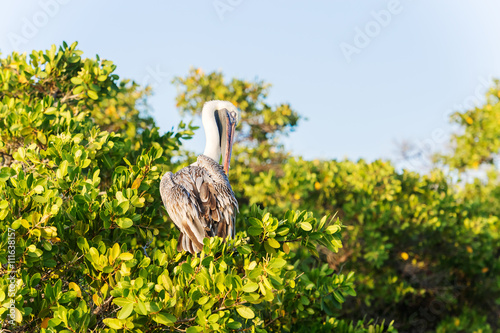 Brown Pelican on the tree in Galapagos Islands