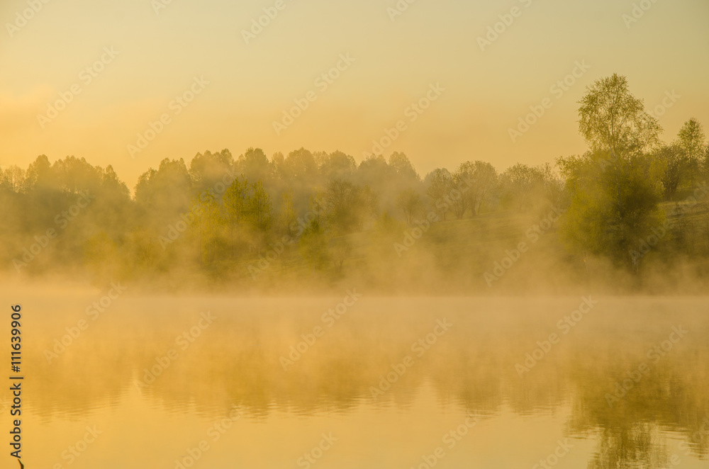 Naklejka premium morning fog. around the lake grow birch .