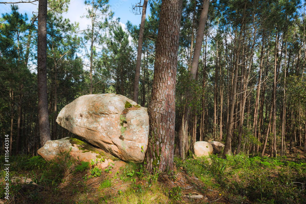 Fototapeta premium Rocks and pine trees in the Natural park Sintra-Cascais. Portugal