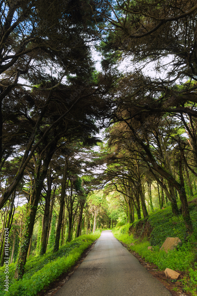 Fototapeta premium Forest road in the Natural park Sintra-Cascais. Portugal