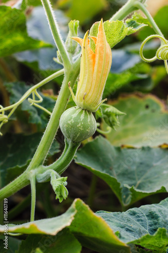 Young pumpkin grown in the garden