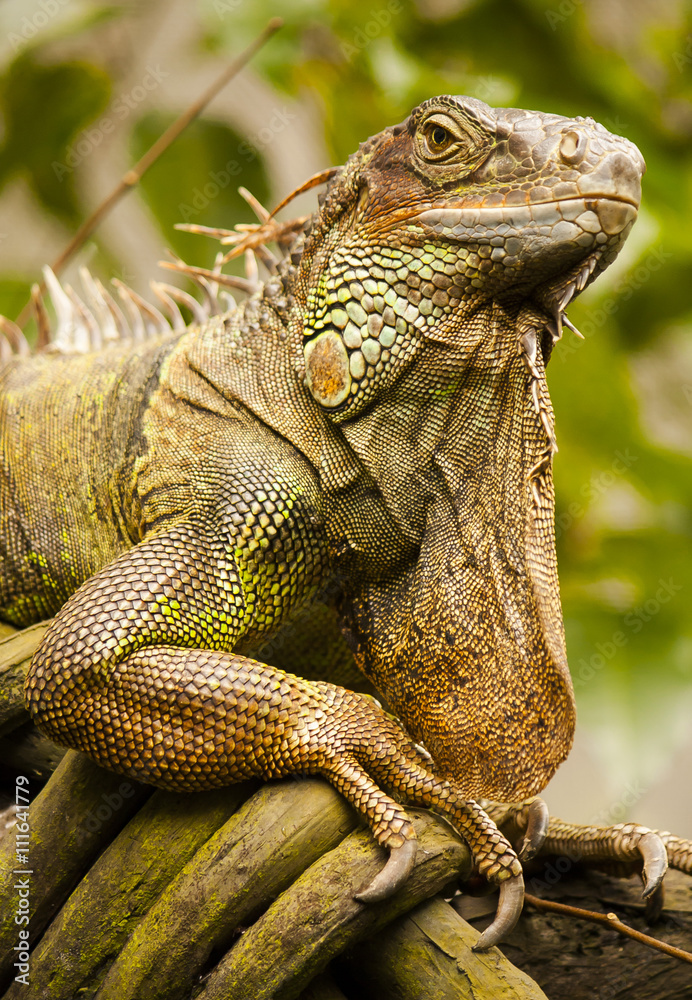 Obraz premium iquana