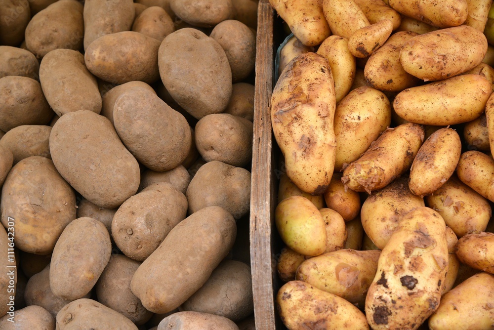 Potatoes. Fresh potatoes, on market. Potatoes background. Potatoes. Fresh potatoes, on market. Potatoes background.