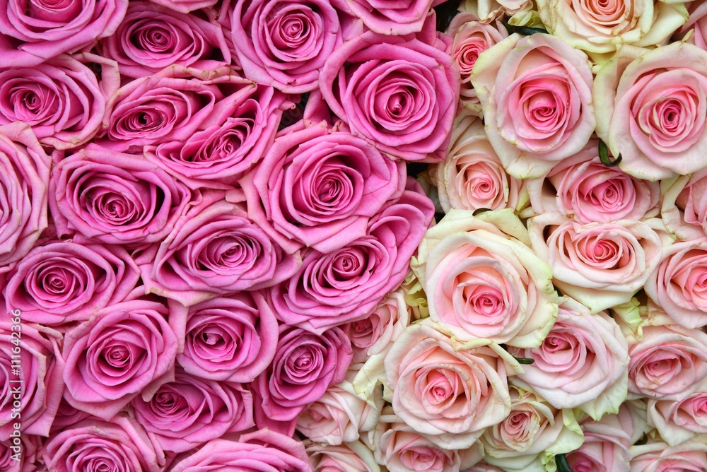 Roses. Roses background. Fresh roses. Roses. Roses background. Fresh roses.