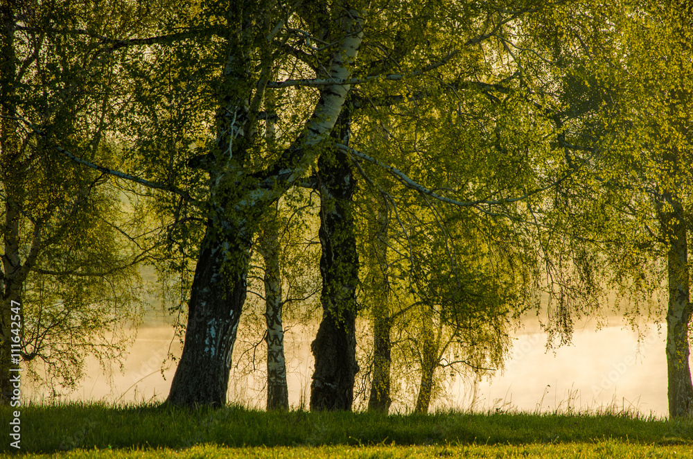 morning fog. around the lake grow birch . morning fog. around the lake grow birch .