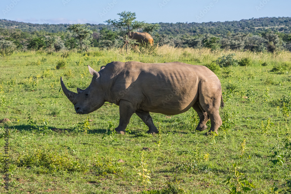 Naklejka premium Rhinoceros grazing in the Weldgevonden Game Reserve in South Africa