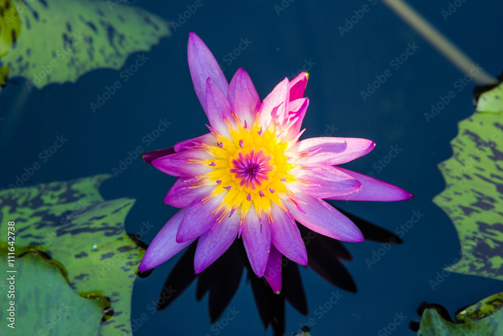 violet waterlily or lotus flower blooming on pond