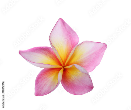 Tropical flowers frangipani  plumeria  isolated on white backgro