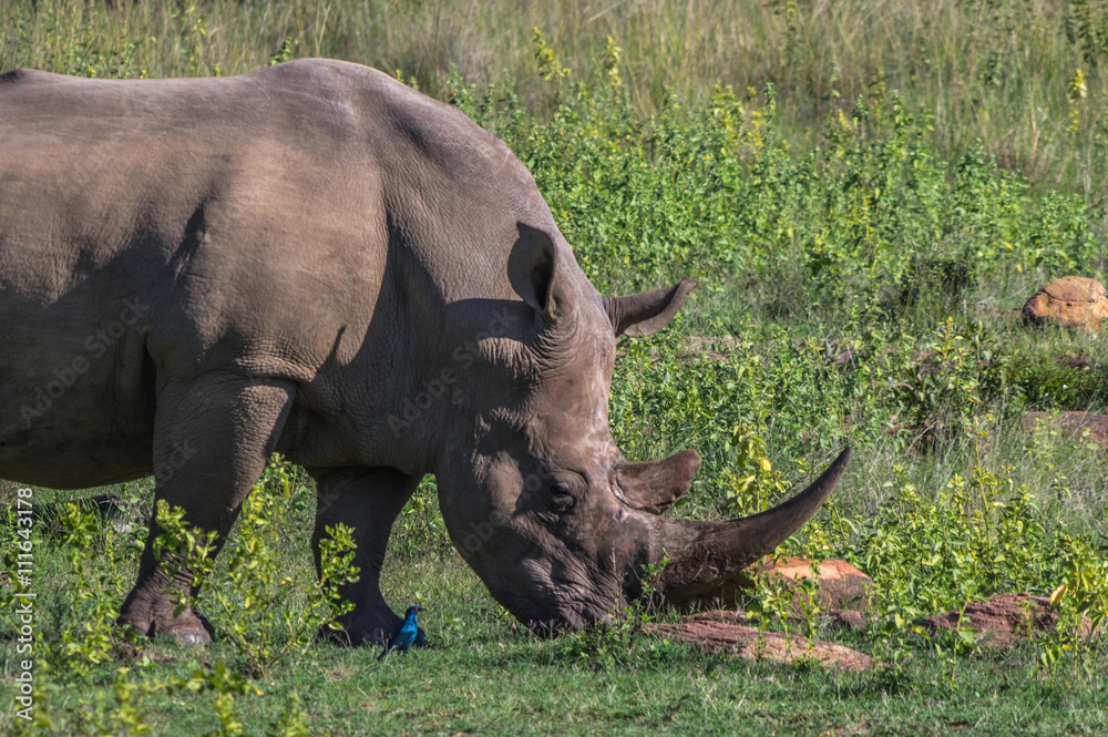 Obraz premium Southern White Rhinoceros grazing in the Weldgevonden Game Reserve in South Africa