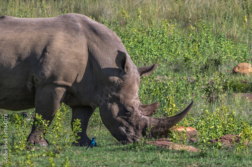 Southern White Rhinoceros grazing in the Weldgevonden Game Reserve in South Africa