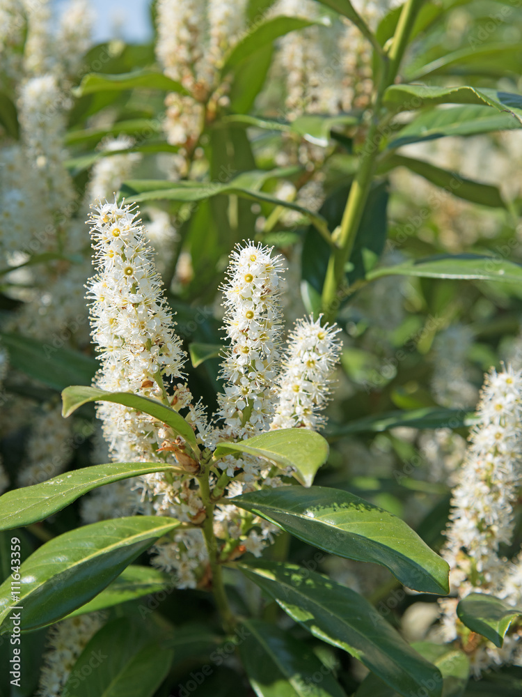 Blühender Kirschlorbeer, Prunus laurocerasus Blühender Kirschlorbeer, Prunus laurocerasus