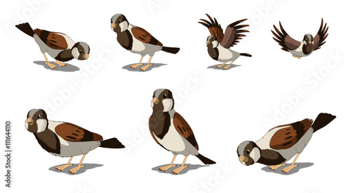 Eurasian Tree Sparrows Isolated on White Background