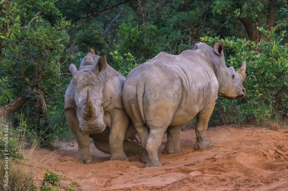 Obraz premium Southern White Rhinoceros sleeping in the Weldgevonden Game Reserve in South Africa