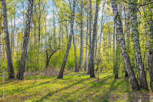 Spring in birch grove.
