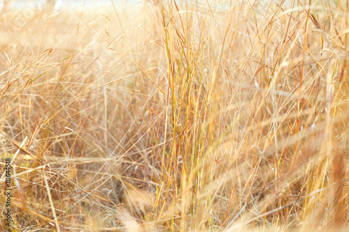 grass field during sunset