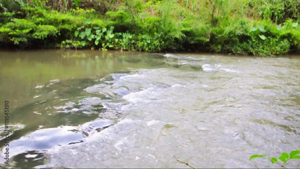 rapidly water in river flow in forest rapidly water in river flow in forest