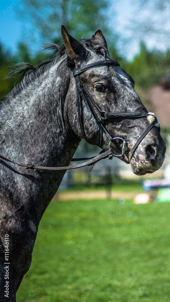 Fototapeta premium Лошадь