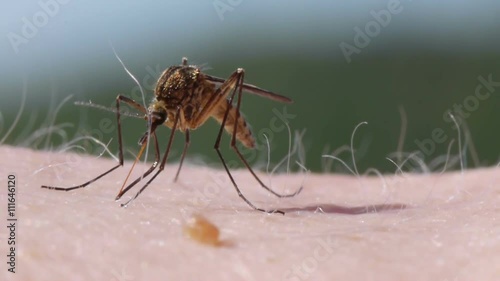 Close-up shot of a mosquito blood sucking on human skin
