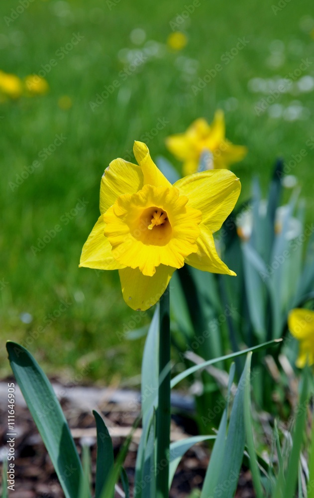 Fototapeta premium daffodils