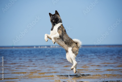 funny american akita dog jumps in water