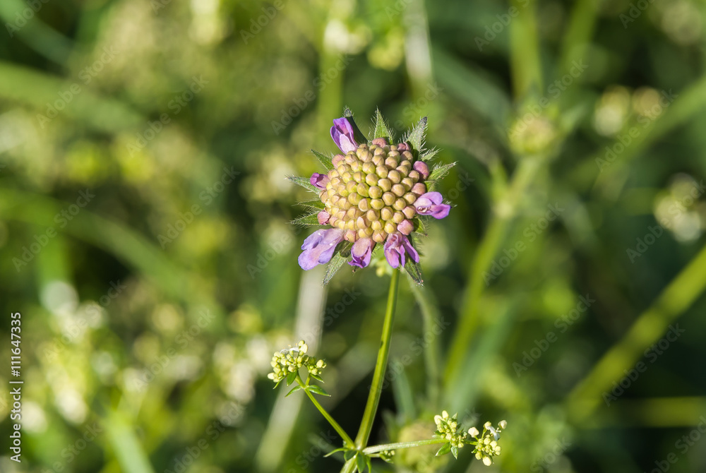 Blüte der Skabiose - Scabiosa - Tauben Skabiose Blüte der Skabiose - Scabiosa - Tauben Skabiose