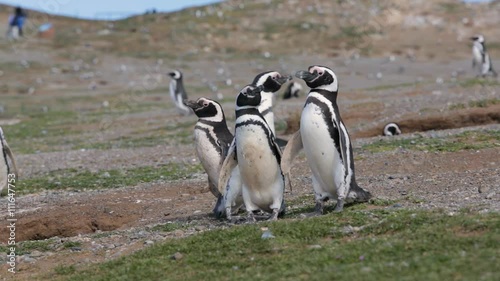 A group of Magellanic penguin at Magdalena Island in Chile