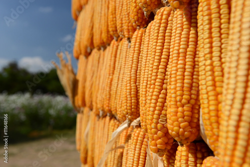 Obraz na plátně Harvested corn background, Korat Thailand
