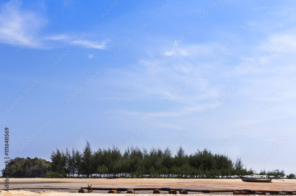 pine tree (Casuarina equisetifolia ) on tropical beach in thailand. pine tree (Casuarina equisetifolia ) on tropical beach in thailand.