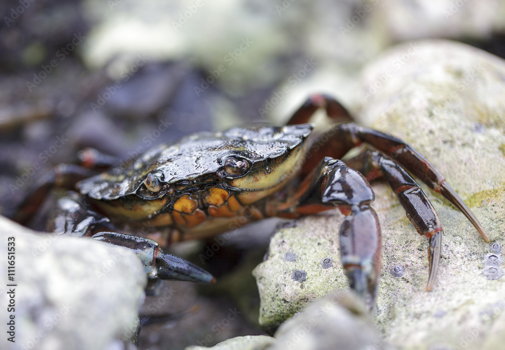 Small Crab