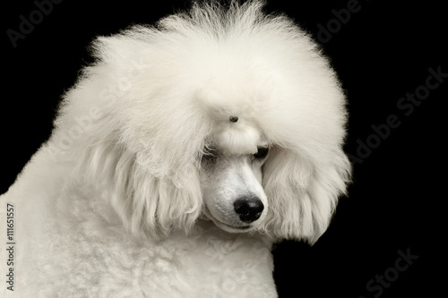 Closeup long groomed White Hair Poodle Dog guiltily lowered his head Isolated on Black Background