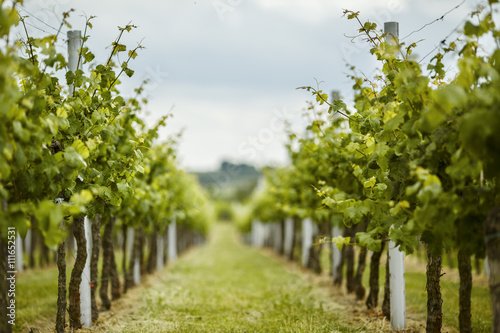 VIneyard in early Summer