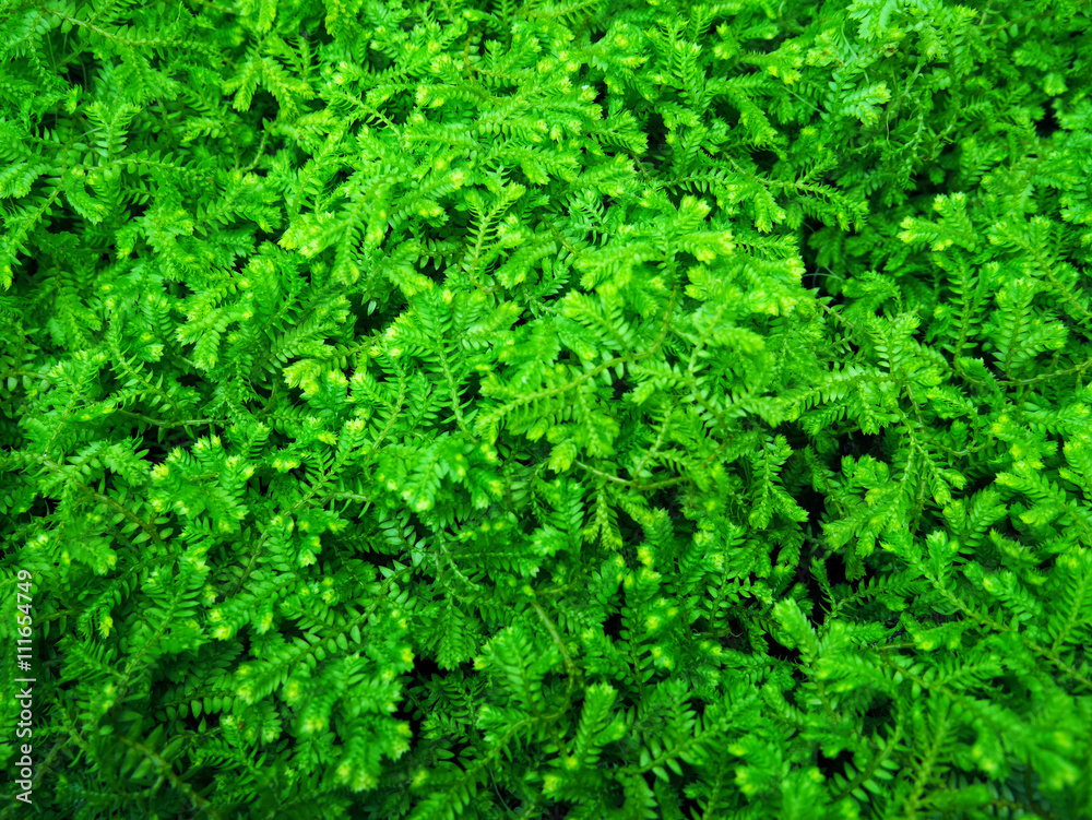 Green ferns background Green ferns background