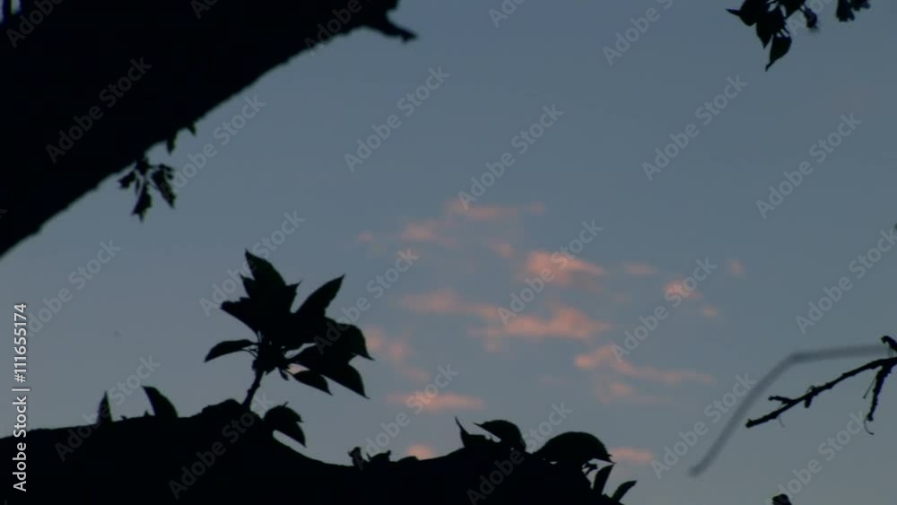 Sky through the tree
Sky through the tree