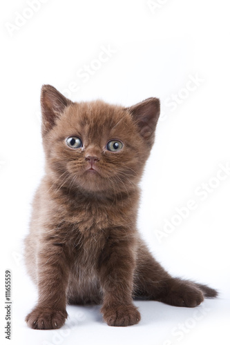 Brown kitten British cat looking at the camera (isolated on white)